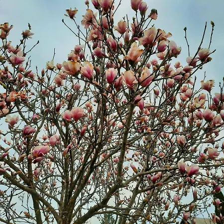 Garden Paradise - Garden, Pond And Castle View *