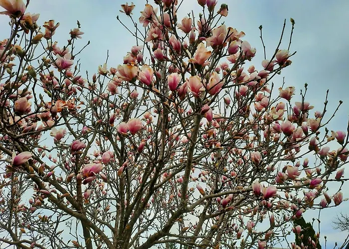 Garden Paradise - Garden, Pond And Castle View *